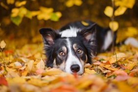 Border Collie lying down on autumn leaves.