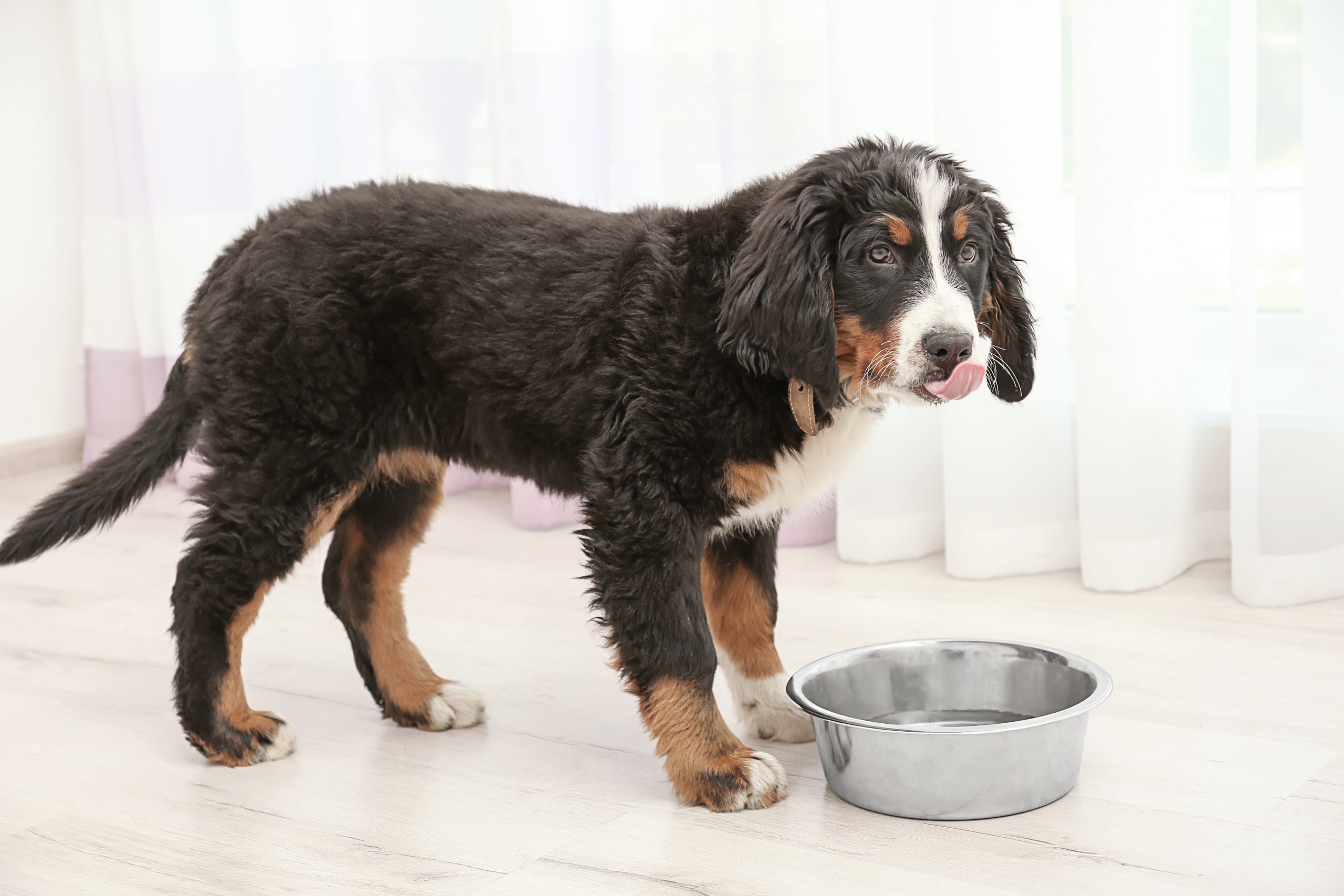 best dog food for weight gain