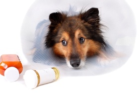 Sick Sheltie or Shetland sheepdog with dog cone collar and medicine bottles in the foreground (NOT ISOLATED)