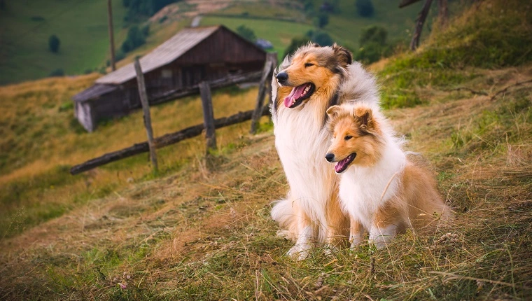 The collie is a distinctive type of herding dog, including many related landraces and formal breeds. The breed originated in Scotland and Northern England.