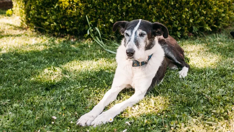 senior dog resting on the grass with Canine Cognitive Dysfunction or dementia