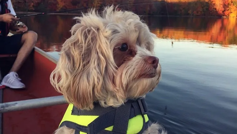 Shih Tzu In Boat With Man Fishing Over Lake During Autumn