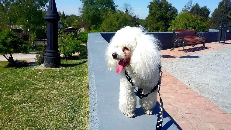 Close-Up Of Poodle On Retaining Wall
