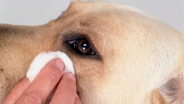 Cleaning dog's eyes with eye wipes, close-up