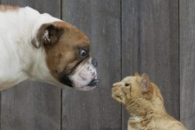 Bulldog sniffing cat introducing dog and cat