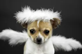 Chihuahua wearing halo and angel wings dog names inspired by saints