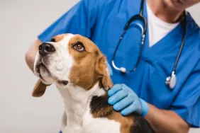 Cropped view of veterinarian examining Beagle dog isolated on grey. Beagle may have juvenile polyarteritis.