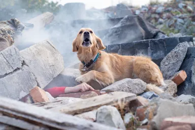 Cadaver Dog looking for injured or deceased people in ruins after Maui Wildfires.
