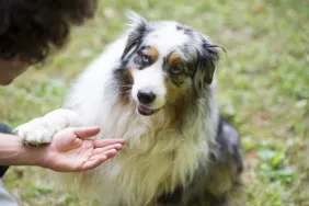 person training adult dog
