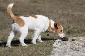 Jack Russell Terrier dog eating poop