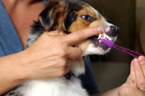 Person cleaning a dog's teeth by brushing teeth with a purple toothbrush using dog toothpaste.