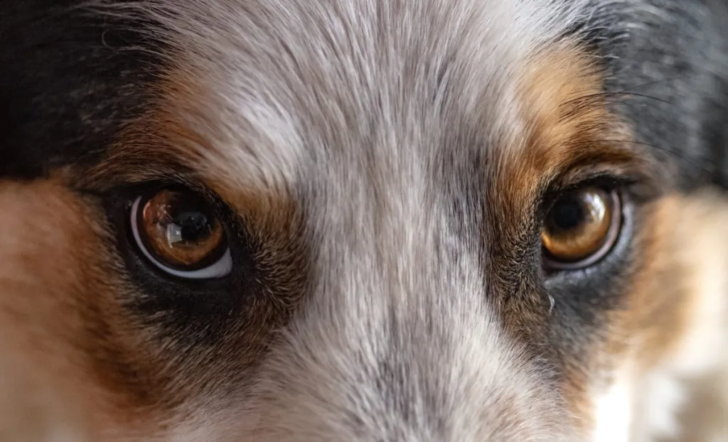 Close-up of Border Collie eyes that could be affected by Collie Eye Defect