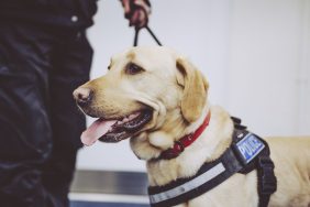 Labrador Retriever police therapy dog wearing k9 harness as dog is on leash held by a police officer.