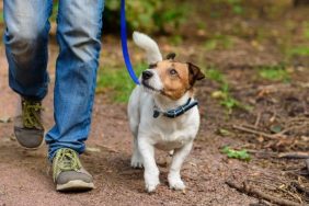 Jack Russell Terrier nature walks for dogs