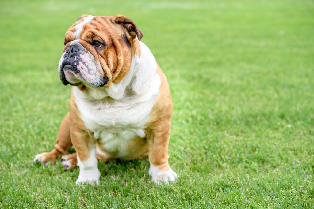 English Bulldog sitting in grass