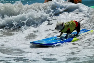 Terrier Dog wearing a life vest surfing waves in the World Dog Surfing Championships, California