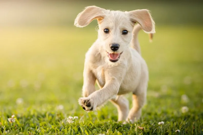 playful puppy running through grass