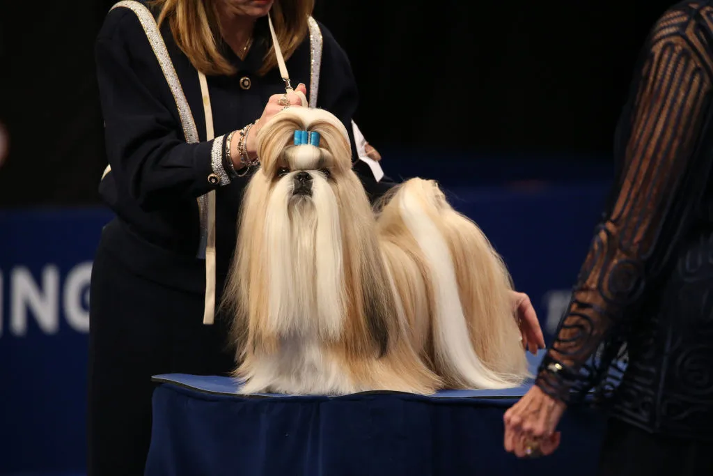 THE NATIONAL DOG SHOW PRESENTED BY PURINA 2019 -- Pictured: Shih Tzu -- (Photo by: Bill McCay/NBC/NBCU Photo Bank via Getty Images)
