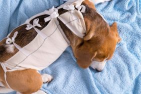 beagle recovering in surgical recovery suit