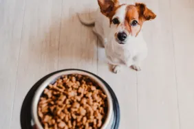 Jack Russell waiting for bowl full of good nutrition dog food