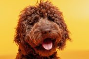 hair Labradoodle dog in a photo studio with a yellow background