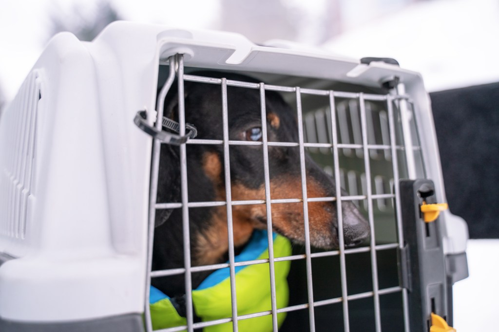 Dachshund dog traveling in crate