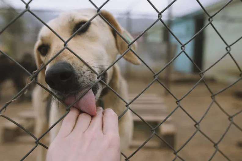 Dog needing to be rescued from bad conditions sticking its snout and tongue out of a chain link fence to lick a human hand.