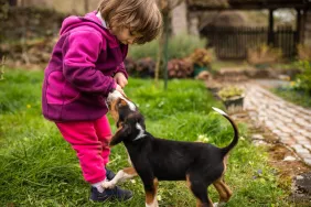 Beagle dog biting little girl