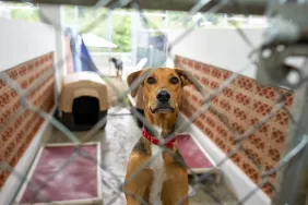 large dog breed in kennel at animal shelter needing adoption
