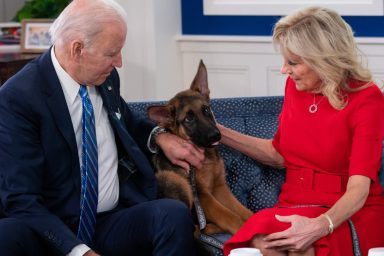 President Joe Biden's dog with first lady