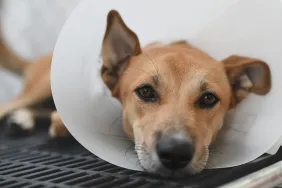 Dog lying down with plastic cone on head after spay or neuter surgery