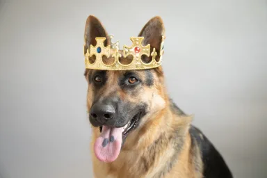 German Shepherd wearing crown, perhaps for world's cutest rescue dog contest.