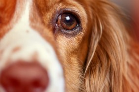 Eyes of a Cocker Spaniel dog pet with potential for retinal degeneration in dogs