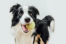 Border Collie playing with tennis ball adolescent dogs