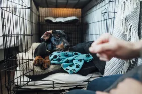 dog parent crate training Doberman puppy