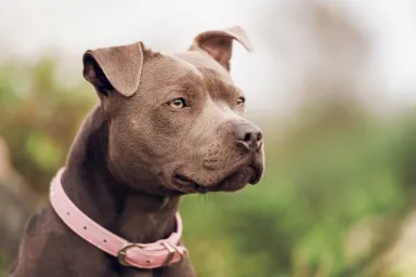 A close up of a chocolate Pit Bull Terrier wearing a pink collar