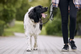 woman walking dog on a leash