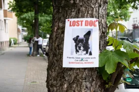 Lost dog poster on tree to the right of a sidewalk