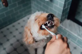 brushing dog's teeth dog dental care