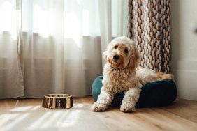 A Goldendoodle relaxing at home.