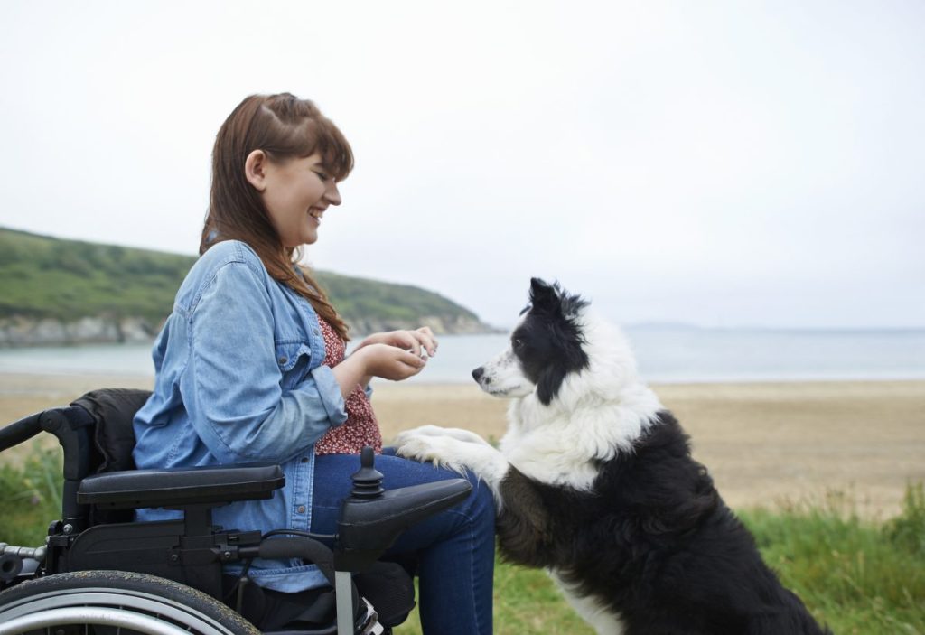 woman in wheelchair training dog to come