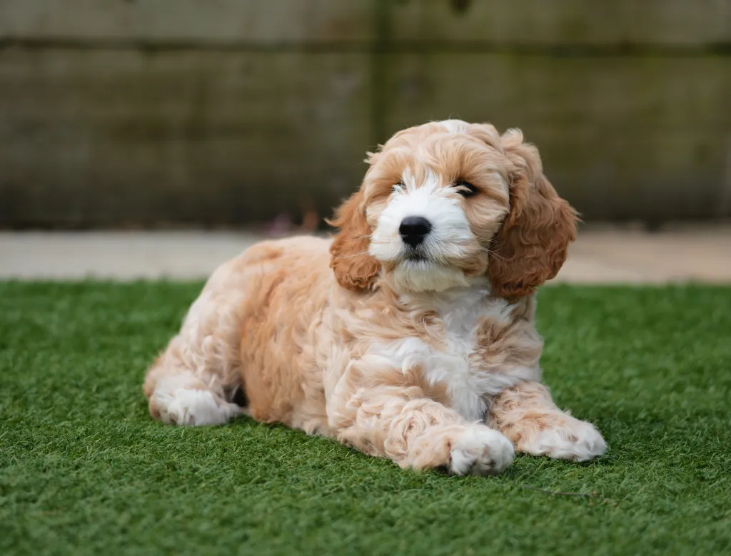 An adorable eight week old Cockapoo puppy lying on the grass in a garden.