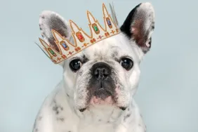 French Bulldog wearing crown