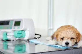 A maltipoo puppy dog with suspected kidney or renal failure lies on a table in a veterinary clinic with a catheter in its paw, through which medicine is delivered using Infusion pump. Close-up, selective focus.