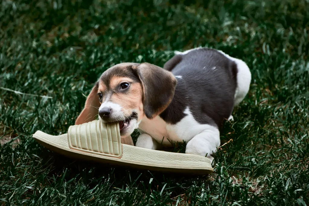 Beagle puppy chewing on rubber sandal