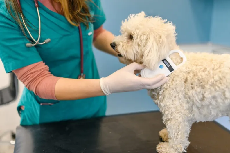 veterinarian scanning dog's microchip