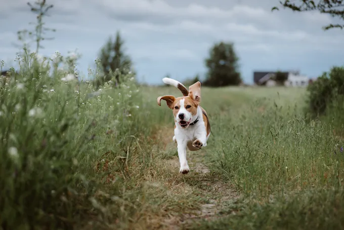 Beagle dog running through field, potentially while having lumbosacral syndrome or cauda equina syndrome. 