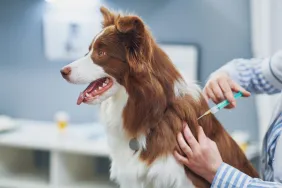 Border Collie dog getting vaccinations