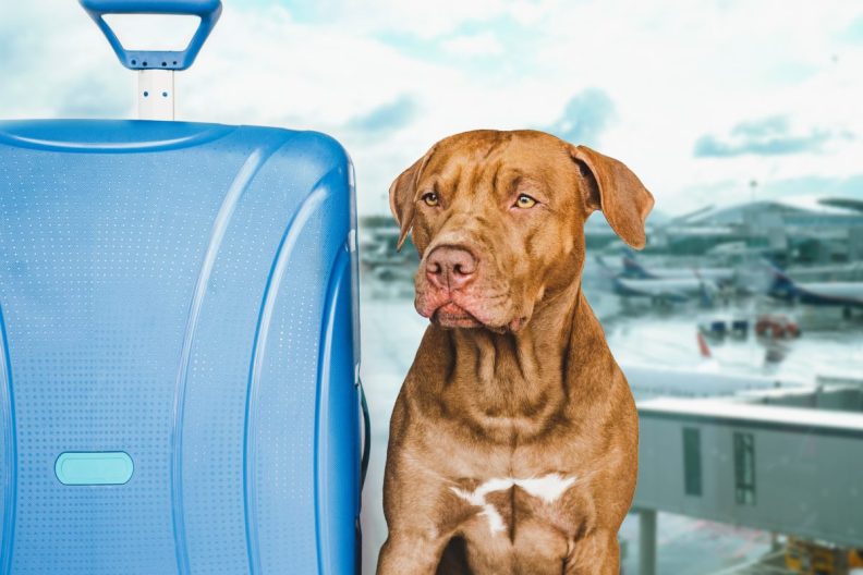 dog preparing for air travel