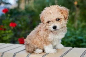 cute Maltipoo puppy sitting on a bench in front of greenery and red flowers